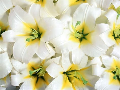 720p Free Download Flowers Lilies Close Up Stamens Hd Wallpaper