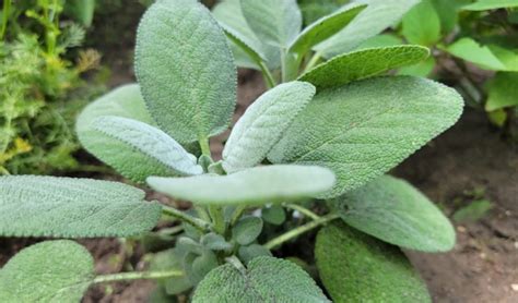 Sage Companion Planting Guide Best Worst Pairings Herb Garden Cooking