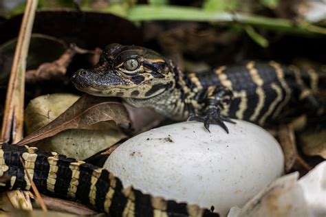 American Alligators Hatch at Gatorland Orlando Attractions