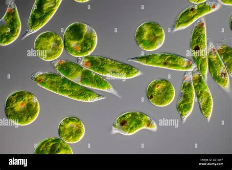 Euglena Sp Algae Light Micrograph Stock Photo Alamy