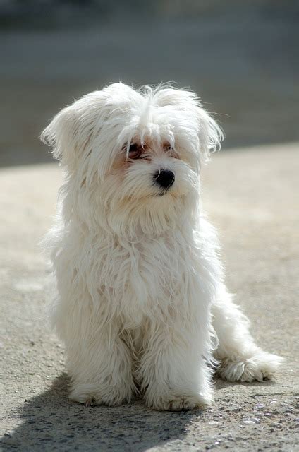 Maltese Dog Breed Health Problems | Animal Bliss