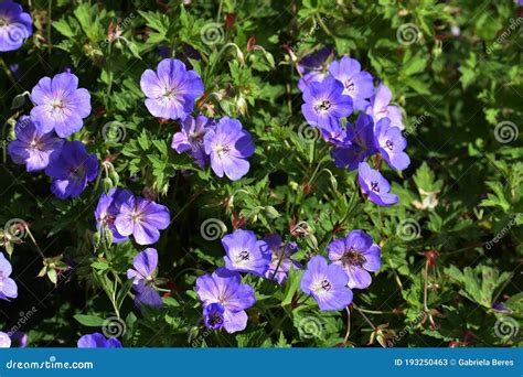 Geranium Rozanne Flowers In The Garden Stock Image Image Of Ecology