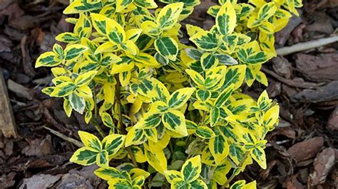 Plantas De Hoja Perenne En El Jardín Ventajas Y Desventajas