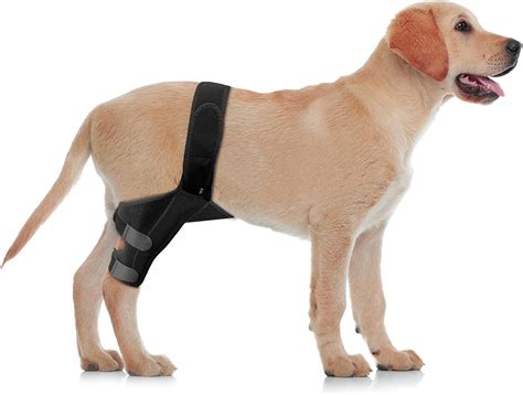 Amazon.com : JUANWAN Dog Knee Brace Leg Braces - Dog Canine Knee Stifle Brace Wrap Dog Knee ...