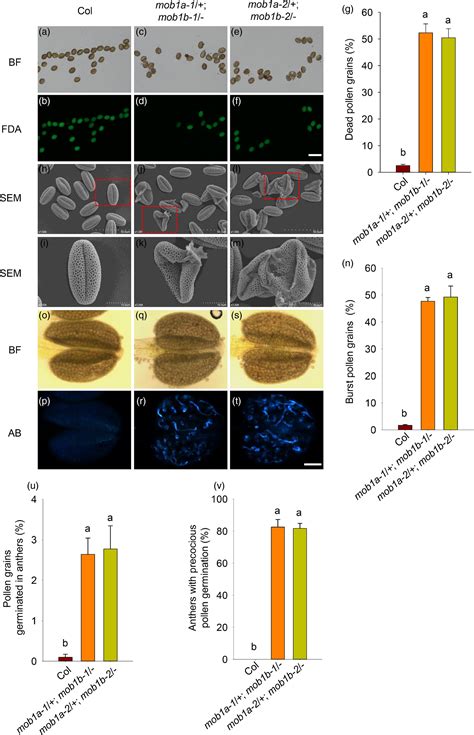 The Arabidopsis Agc Kinases Ndr Interact With Mob A B And Play