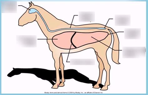 Diagram of Anatomy horse | Quizlet