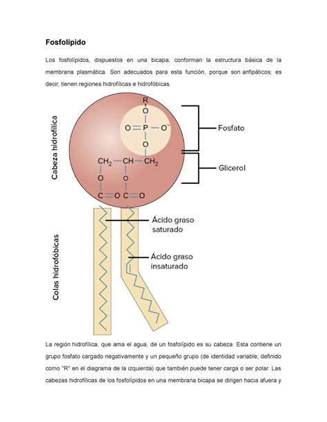 Fosfolípido 1123 Fosfolípido Los fosfolípidos dispuestos en una