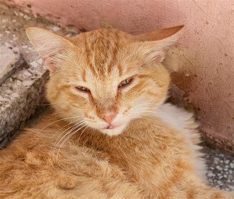 Portrait Of Ginger Homeless Cat In The Park Close Up Stock Photo