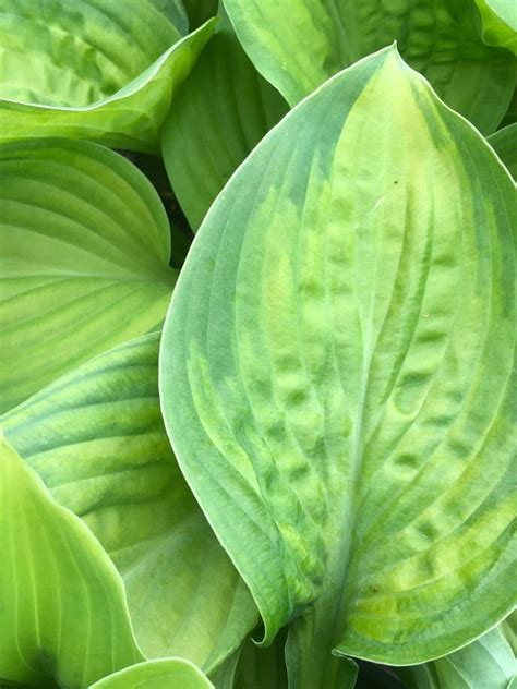 Buy Guacamole Hosta Plants Online Stadler Nurseries