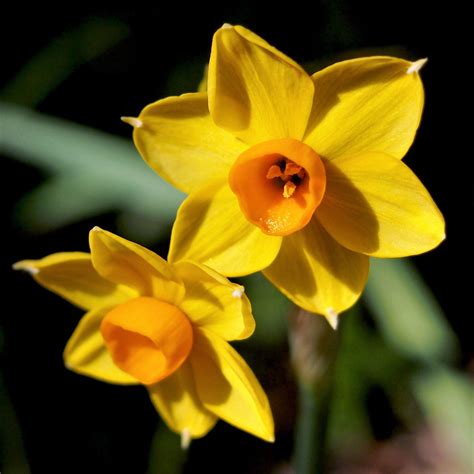 Fragrant Yellow Narcissus Bulbs for Sale Online | Baby Boomer – Easy To