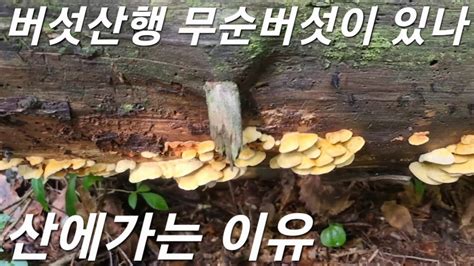 버섯산행 요즘은 무순버섯이 자라고 있나 버섯 버섯산행 버섯종류 능이버섯 능이버섯산행 능이산행 능이 송이버섯 송이