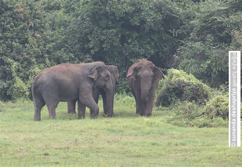 ලෝක අලි දිනය සහ මෙරට අලි මිනිස් ගැටුම සුනන්ද දේශප්‍රිය • Sri Lanka Brief