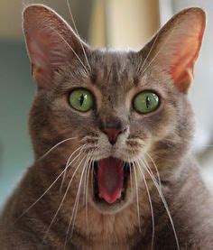 1000+ images about cats making silly faces on Pinterest | Silly faces ...