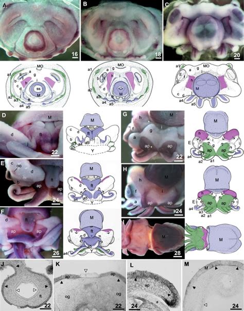 Patterns Of Ectodermal Sof Pax Expression Throughout The