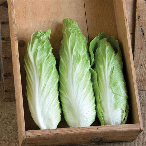 Virtus - Organic (F1) Radicchio Seed | Johnny's Selected Seeds