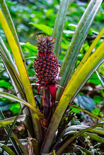 Small Red Pineapple Fruit In Plant Stock Photo Download Image Now