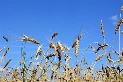 Espigas De Trigo No Campo Agr Cola Contra Um C U Azul Isolado Closeup