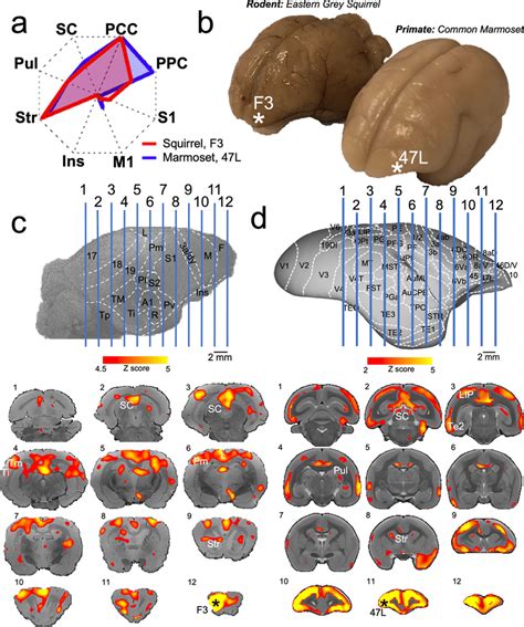 Similarities In Interareal Functional Connectivity Of Squirrel Region