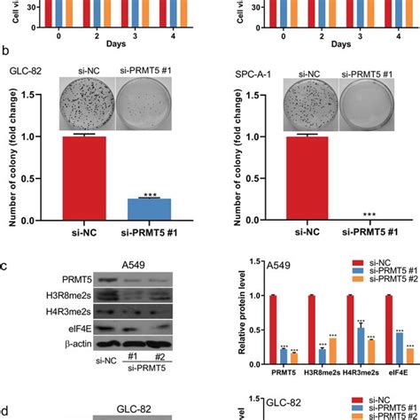 PRMT5 Knockdown Inhibits The Cell Viability Of Lung Cancer Cells In