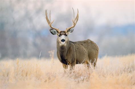 Chasing The Rut Pt 7 Jared Lloyd Photography