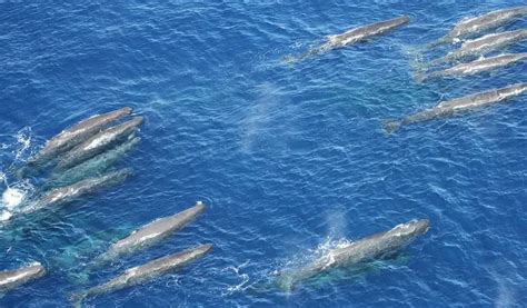 Baleia Cachalote Caracter Sticas Tamanho Peso E Fotos Mundo Ecologia