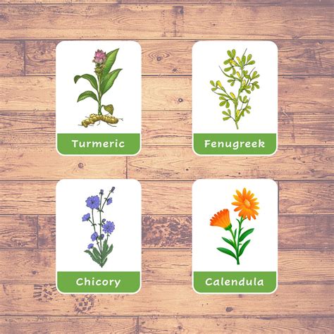 Botanical Plants Cards Flashcards Montessori Homeschooling