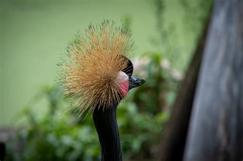 Gray Crowned Crane Bird Balearica - Free photo on Pixabay - Pixabay