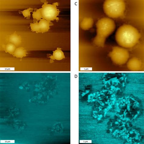 Simultaneous Imaging Of Topography Gold And Distribution Of