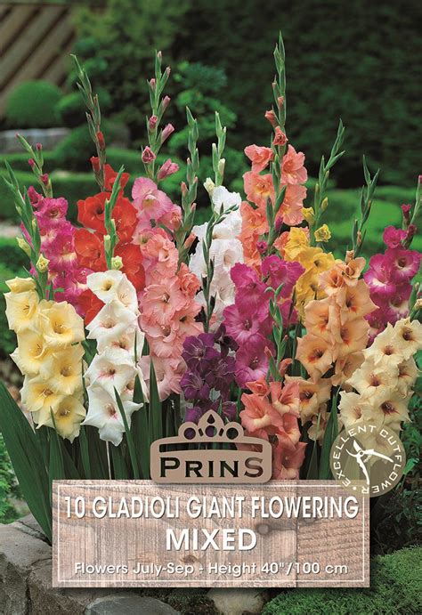 Large Flowering Gladioli Bulbs WPC Prins Pack X10 Mixed Colours South