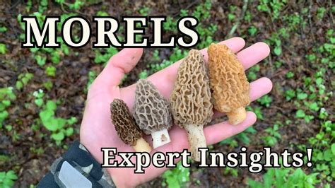 Discover The Secret World Of Morel Mushrooms With Mycology Professor