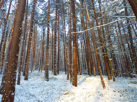 Free Images Landscape Tree Nature Wilderness Branch Snow Cold