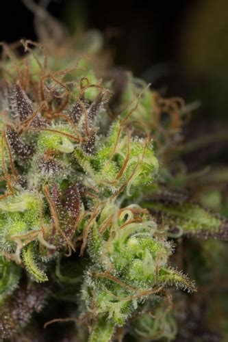 Dinamed CBD Graines De Cannabis Par Dinafem Seeds