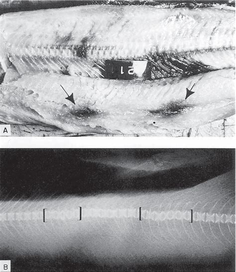 Figure 1 from Electrofishing and its harmful effects on fish | Semantic ...