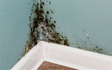 Mold Damage Claims Public Adjusters Services Orlando Fl