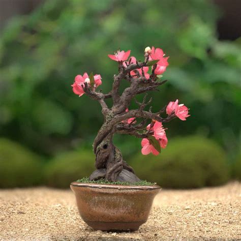 Artificial Bonsai Miniature Cherry Blossom Bonsai Bonsai | Etsy New Zealand | Cherry blossom ...