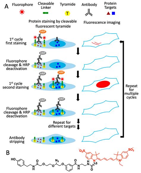 Ijms Free Full Text Ultrasensitive And Multiplexed Protein Imaging