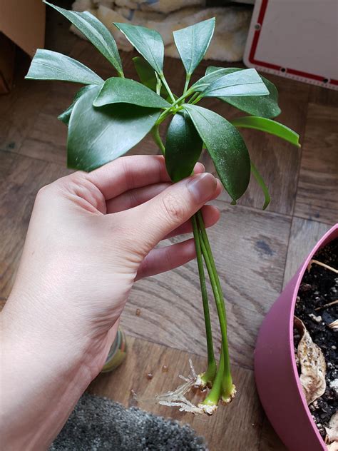 Schefflera Plant Propagation Broniafreya