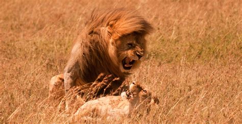 Tanzaniasafari Med Zanzibar HittaUpplevelse Se