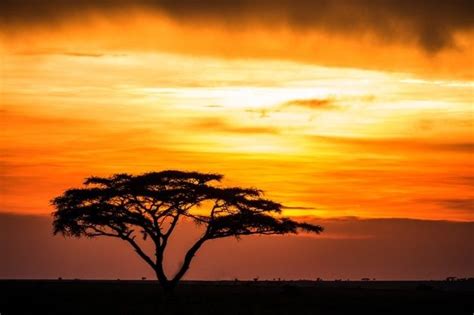 Einsamer Baum In Der Savanne Vor Dem Hintergrund Eines Atemberaubenden