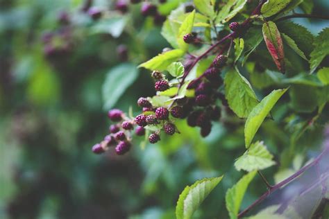 Mulberry fruit on a tree | Free Photo - rawpixel