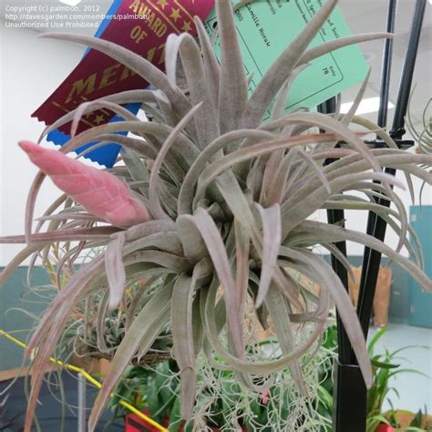 Plantfiles Pictures Tillandsia Bromeliad Air Plant Tillandsia Chiapensis By Palmbob