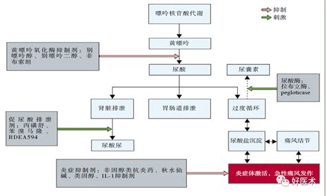 痛风患者安全用药，请收下这份指南！ 好医术早读文章 好医术 赋能医生守护生命