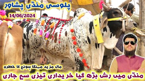 Palosi Maweshi Mandi Peshawar New Updates 14 06 2024 Eid Ul Azha