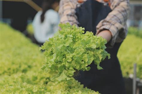 Woman Gardener Inspects Quality Of Green Oak Lettuce In Greenhouse