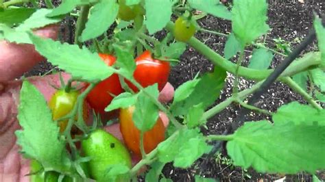 NatureSweet Cherub Tomatoes Are Ripe YouTube