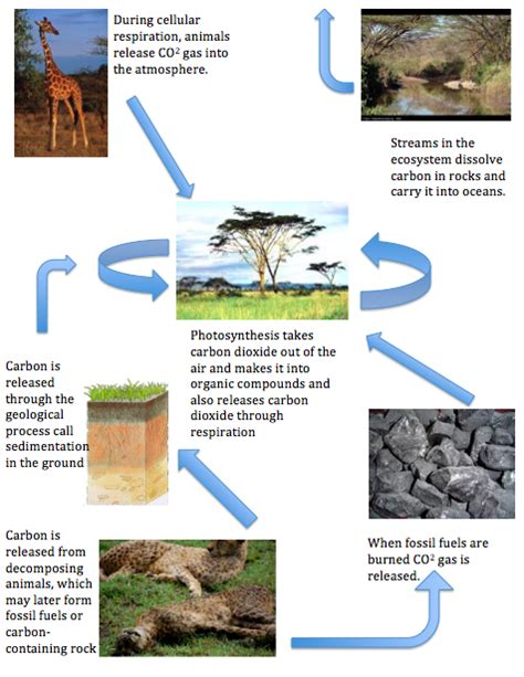 African Savanna Carbon Cycle Pets Lovers