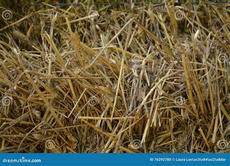 Hay Texture Stock Photo Image Of Background Field Texture 76292780