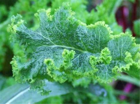 Mustard Greens (Brassica juncea) - Nutrition Facts, Recipes, How to ...