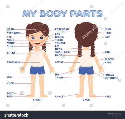 external body parts