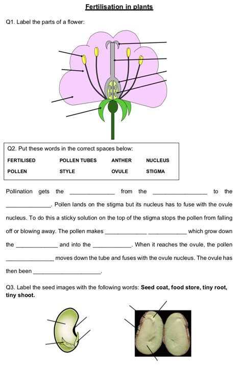 KS3 Fertilisation in Plants worksheet | Teaching Resources